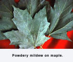 maple leaf