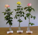 Rose Show Royalty